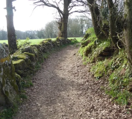 Camino-Frances-desde-Sarria